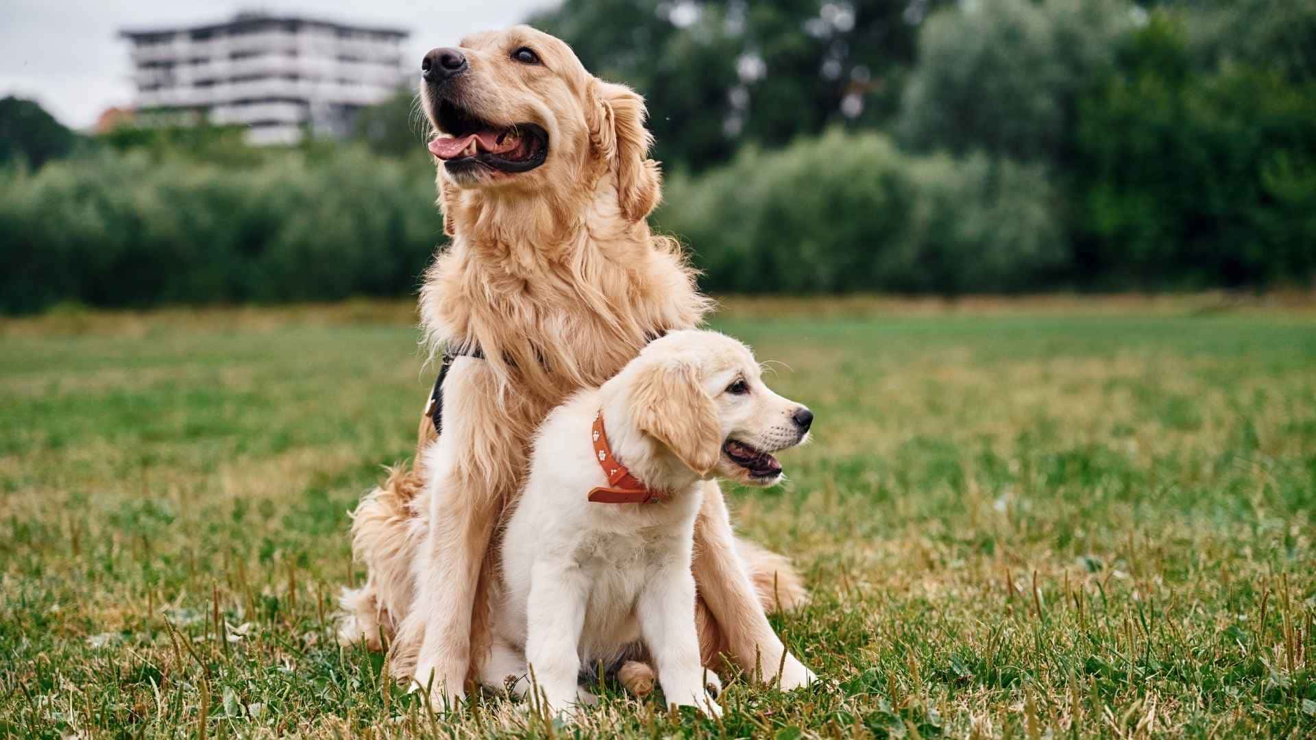 Muda del pelo de cachorro a adulto